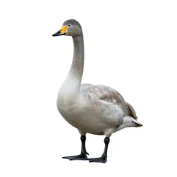 Tundra swan