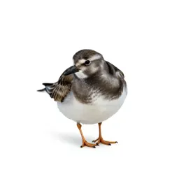 Turnstone