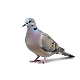 Turtledove