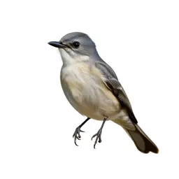 Vermillion flycatcher