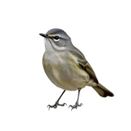 Vireo