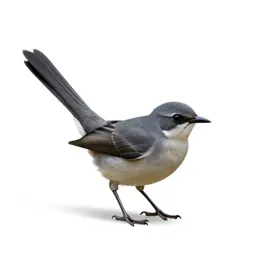 Wagtail