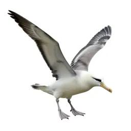 Wandering albatross