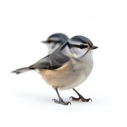 Warbler
