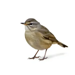 Water thrush