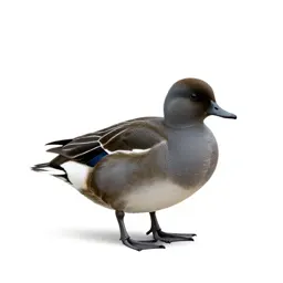 Waterfowl
