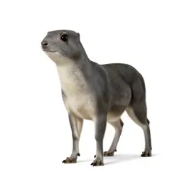 Weka
