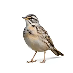 Western meadowlark