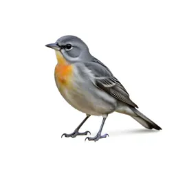 Western tanager