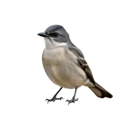 Western wood pewee