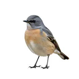 Wheatear