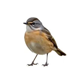 Whinchat