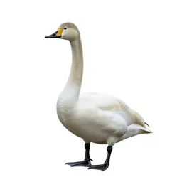 Whistling swan