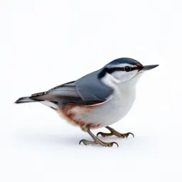White-breasted nuthatch