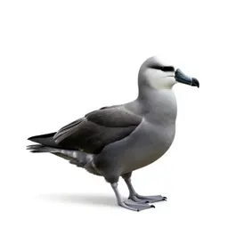 White-chinned petrel