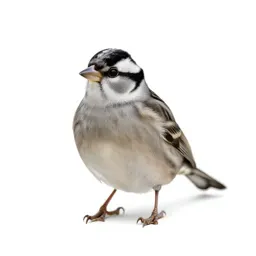 White-crowned sparrow