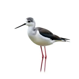White-headed stilt