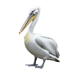 White pelican