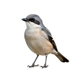 White-rumped shrike