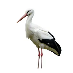 White stork