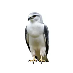 White-tailed kite