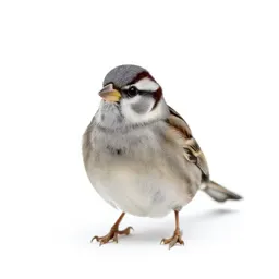 White-throated sparrow
