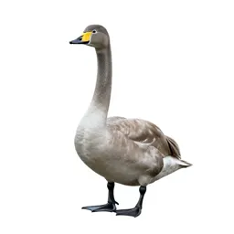 Whooper