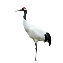 Whooping crane