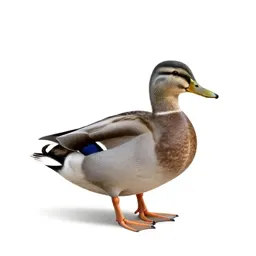 Wild duck