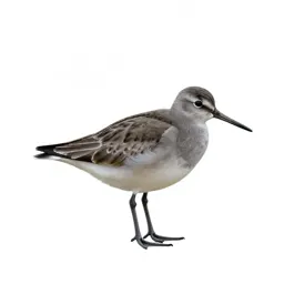 Willet