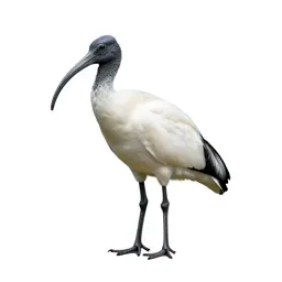 Wood ibis