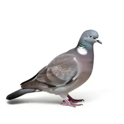 Wood pigeon