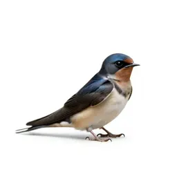 Wood swallow