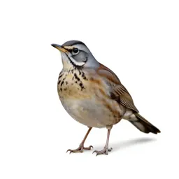 Wood thrush