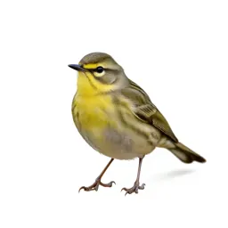 Wood warbler