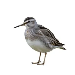 Woodcock