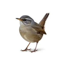 Wren