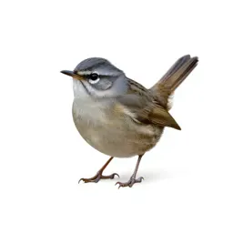 Wren warbler