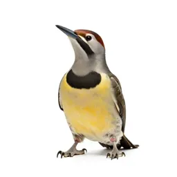 Yellow-bellied sapsucker