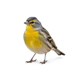 Yellow-breasted bunting