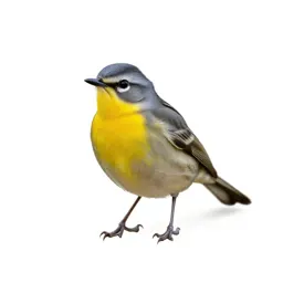 Yellow-breasted chat
