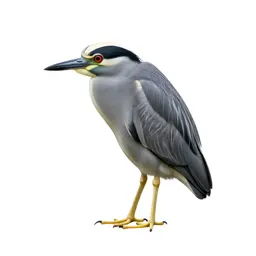 Yellow-crowned night heron