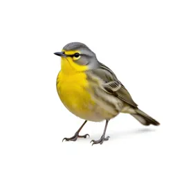 Yellow warbler