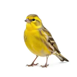 Yellowhammer