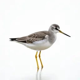 Yellowlegs