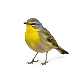 Yellowthroat