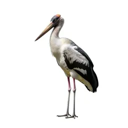 Adjutant bird