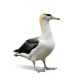 Albatross