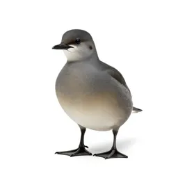 Anseriform bird
