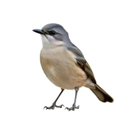 Ant shrike